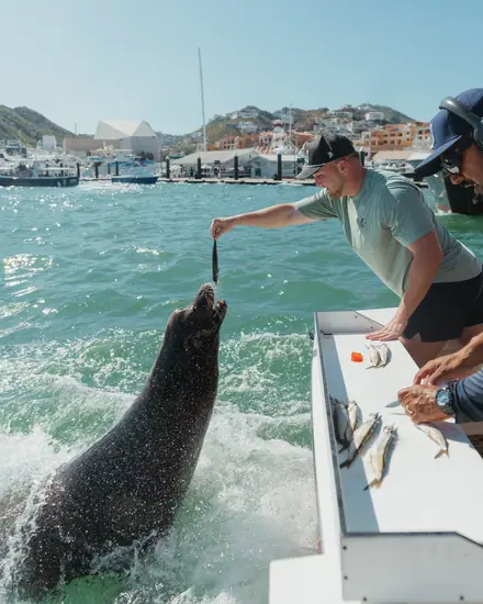 A rep feeding a sea lion from a boat